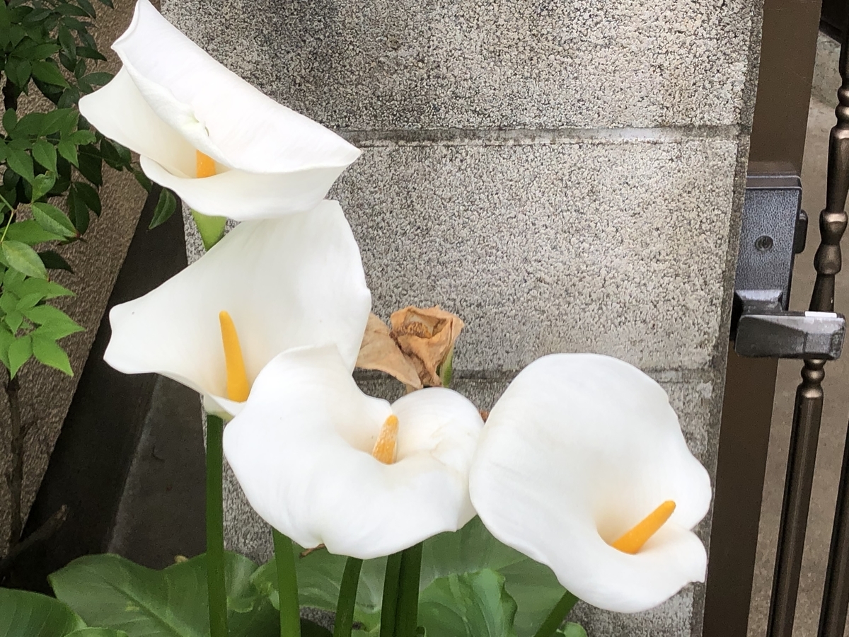 f:id:hideki-sansho:20200605170919j:plain f:id:hideki-sansho:20200605170919j:plain
