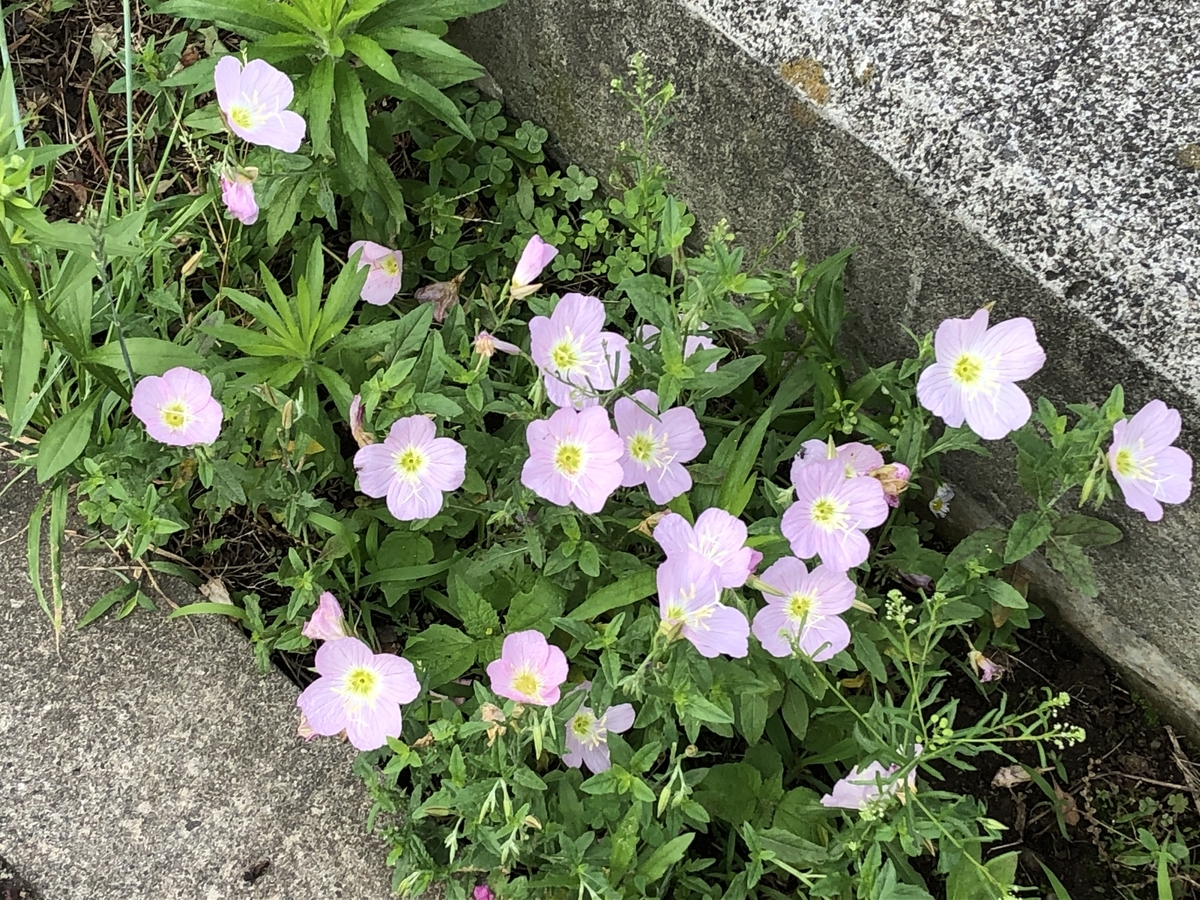 f:id:hideki-sansho:20200613141548j:plain f:id:hideki-sansho:20200613141548j:plain