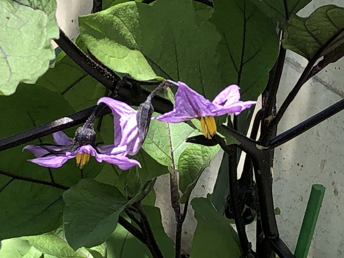f:id:hideki-sansho:20200613142137j:plain f:id:hideki-sansho:20200613142137j:plain