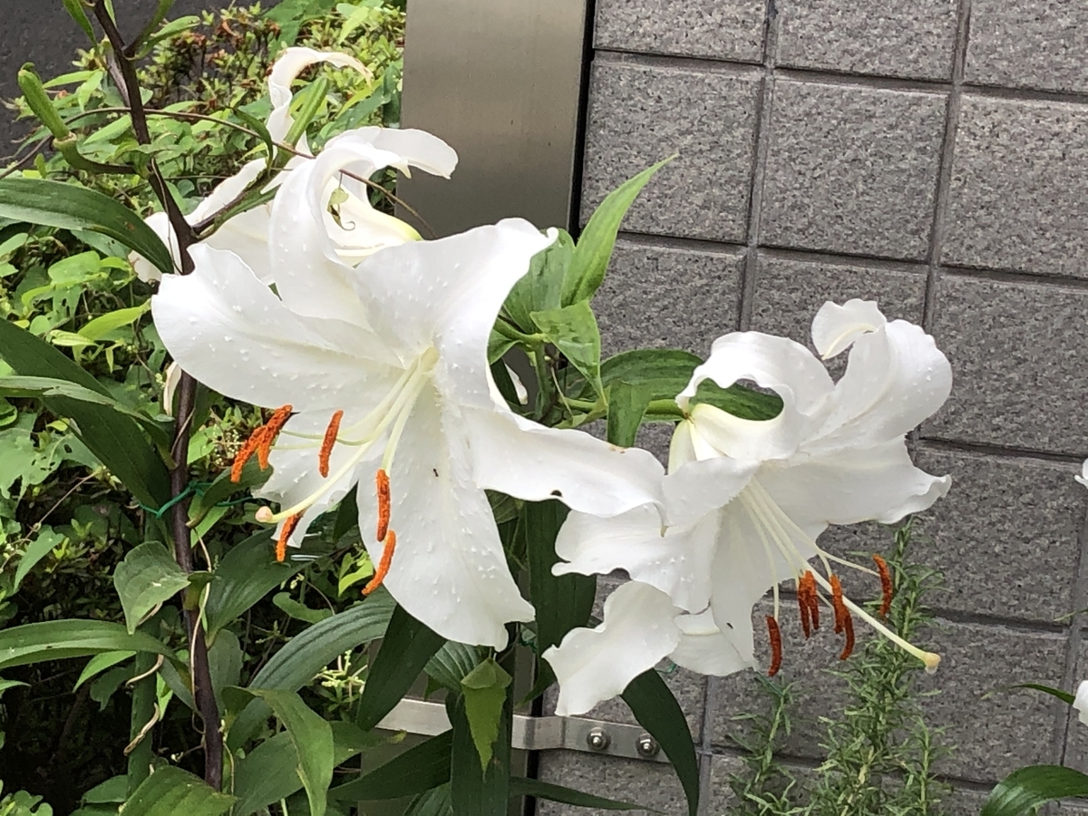 f:id:hideki-sansho:20200801093337j:plain f:id:hideki-sansho:20200801093337j:plain