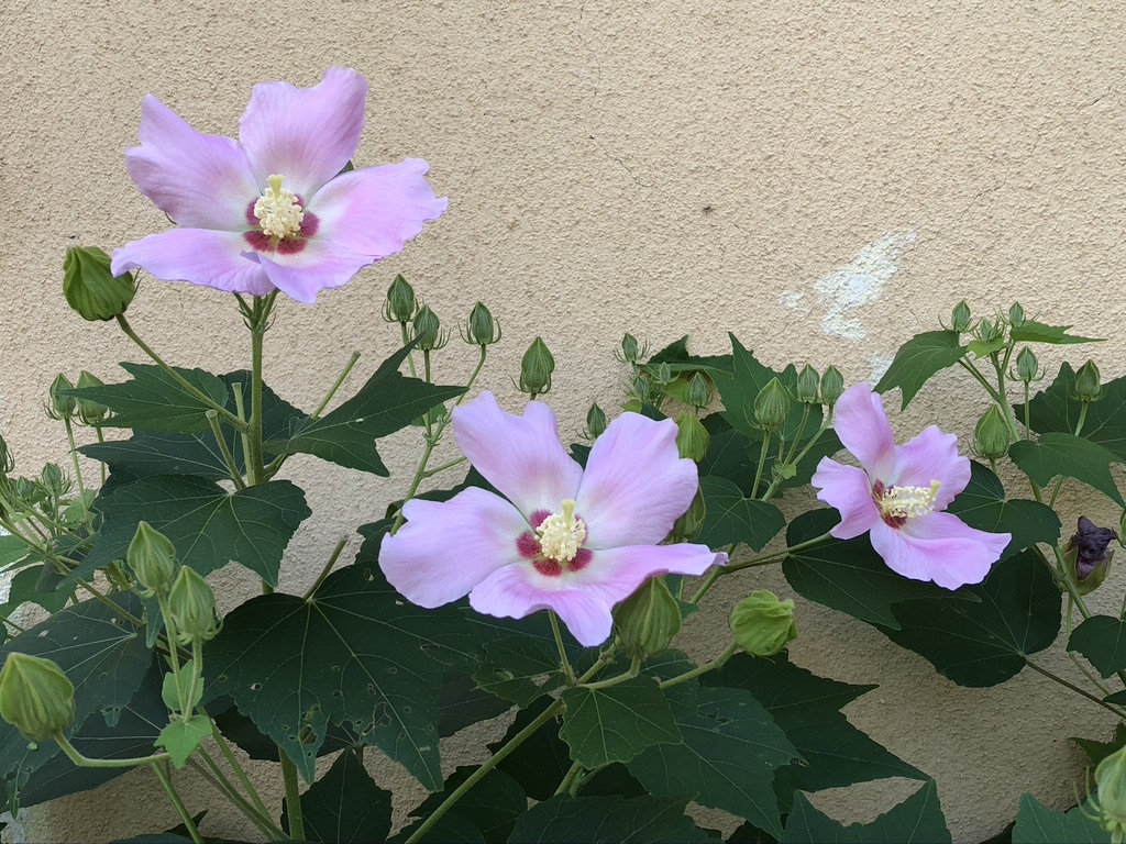 f:id:hideki-sansho:20200822094221j:plain f:id:hideki-sansho:20200822094221j:plain