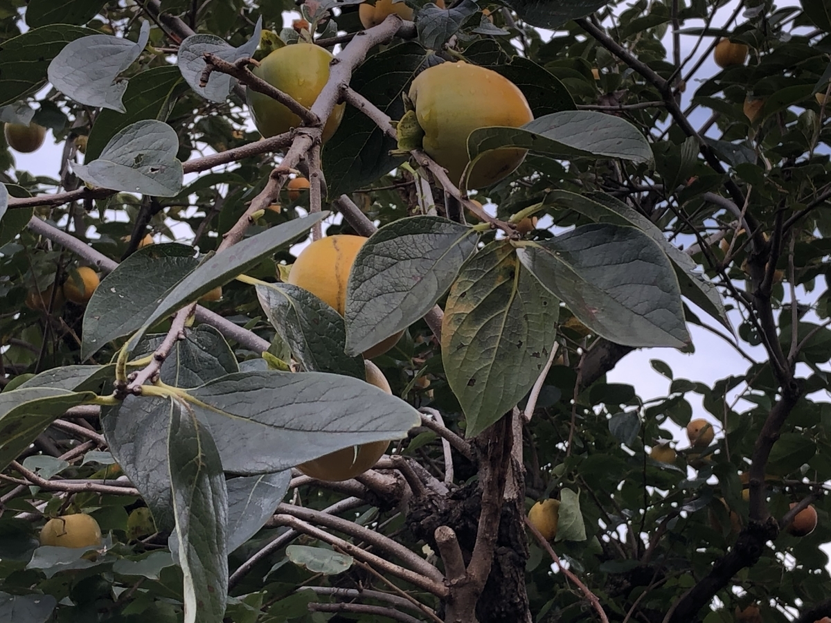 f:id:hideki-sansho:20201020193312j:plain f:id:hideki-sansho:20201020193312j:plain