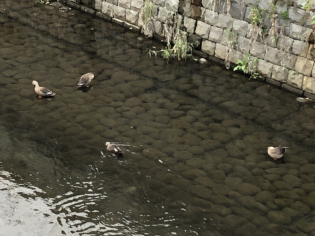 f:id:hideki-sansho:20201022211528j:plain f:id:hideki-sansho:20201022211528j:plain