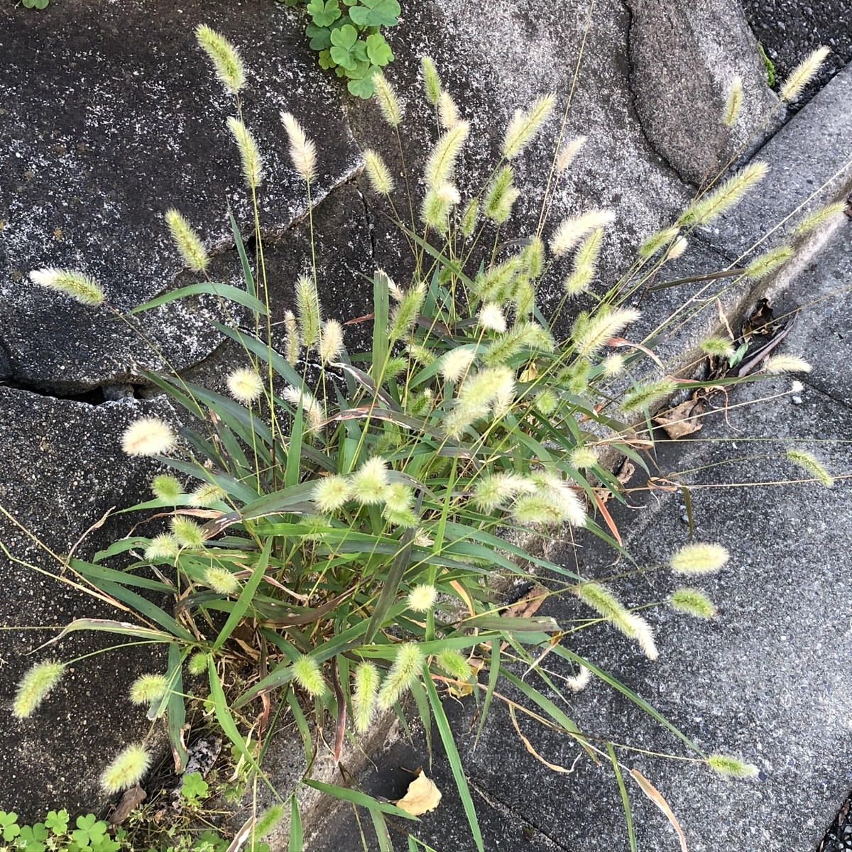 f:id:hideki-sansho:20201025095653j:plain f:id:hideki-sansho:20201025095653j:plain