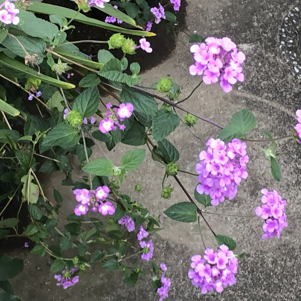 f:id:hideki-sansho:20201025095703j:plain f:id:hideki-sansho:20201025095703j:plain