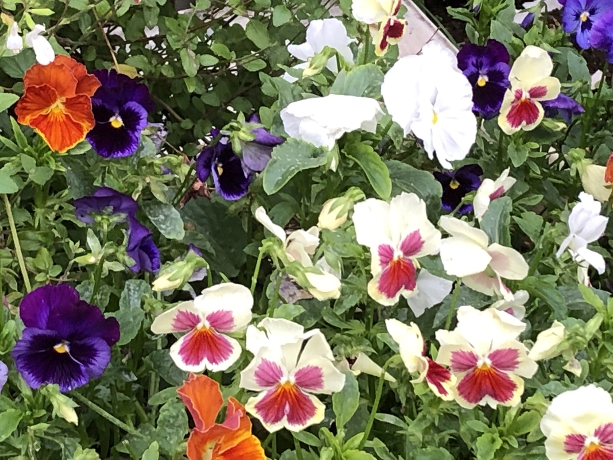 f:id:hideki-sansho:20201027124403j:plain f:id:hideki-sansho:20201027124403j:plain