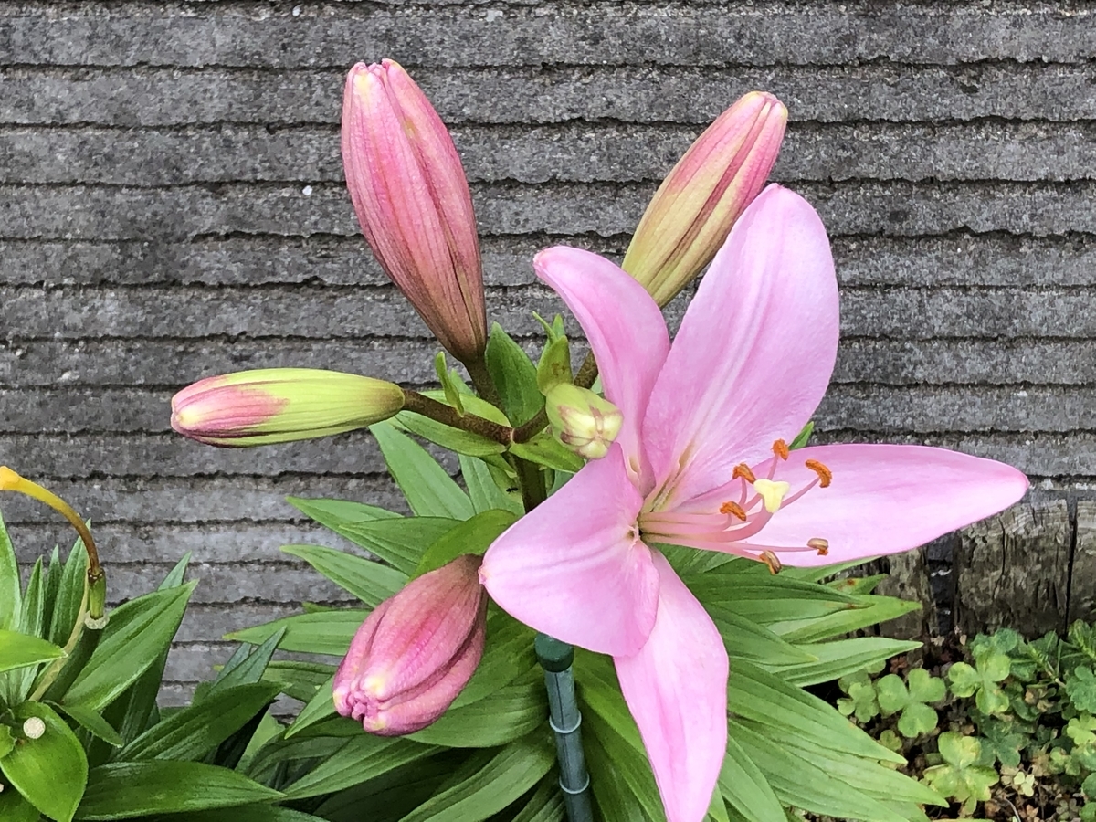 f:id:hideki-sansho:20201027124550j:plain f:id:hideki-sansho:20201027124550j:plain