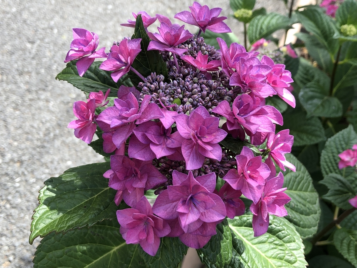 f:id:hideki-sansho:20201027124945j:plain f:id:hideki-sansho:20201027124945j:plain