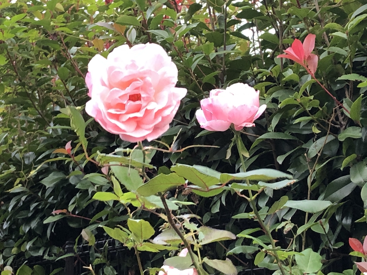 f:id:hideki-sansho:20201030145526j:plain f:id:hideki-sansho:20201030145526j:plain