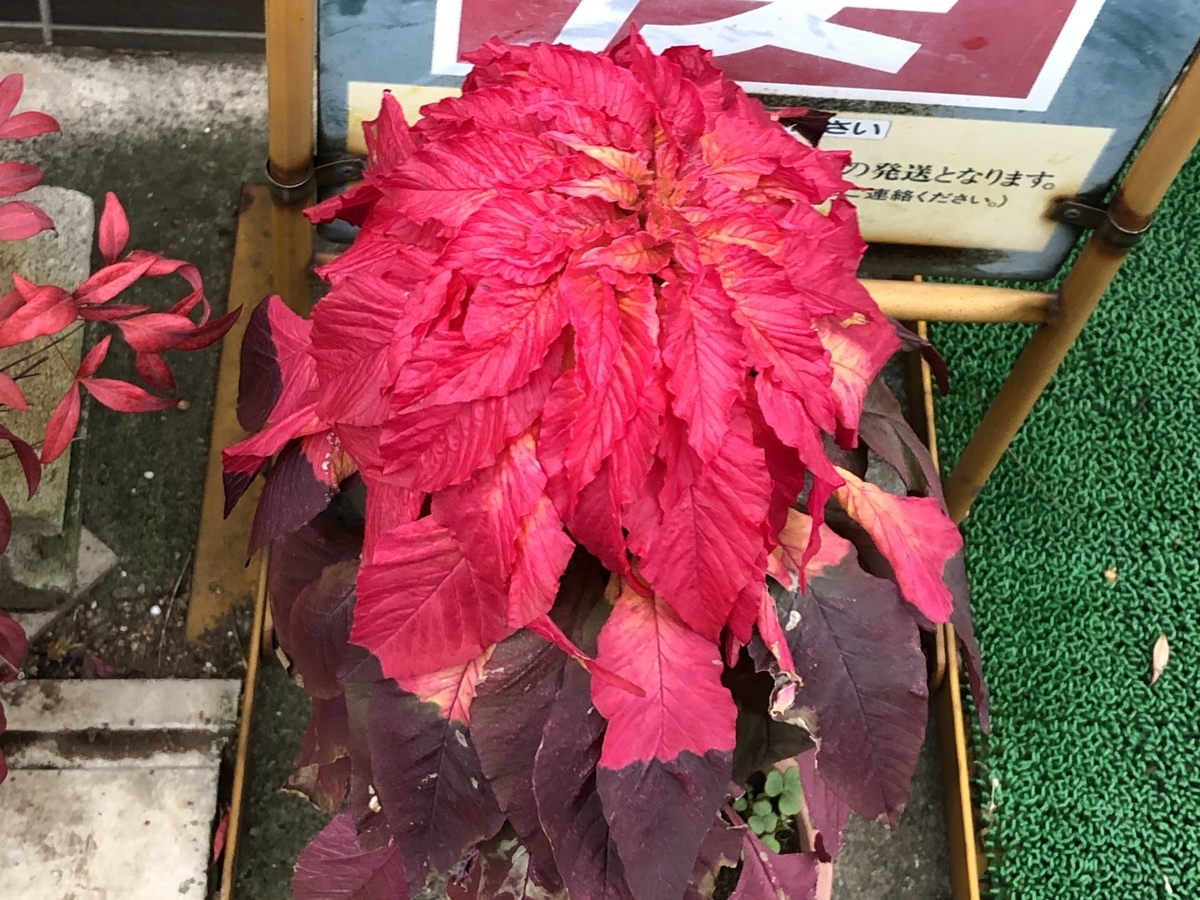 f:id:hideki-sansho:20201107194701j:plain f:id:hideki-sansho:20201107194701j:plain