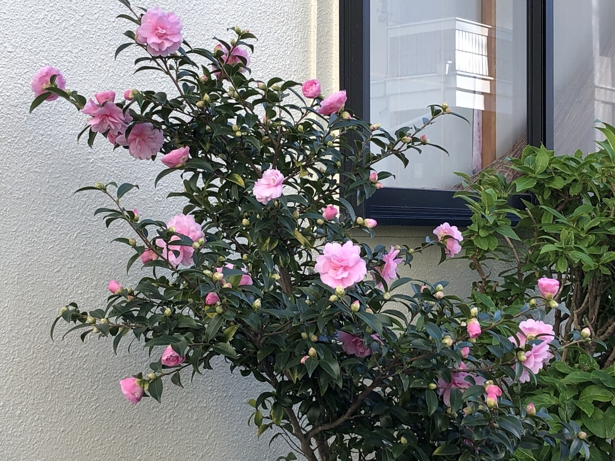 f:id:hideki-sansho:20201110112905j:plain f:id:hideki-sansho:20201110112905j:plain