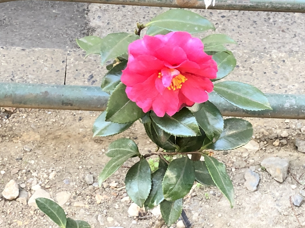 f:id:hideki-sansho:20210123173124j:plain