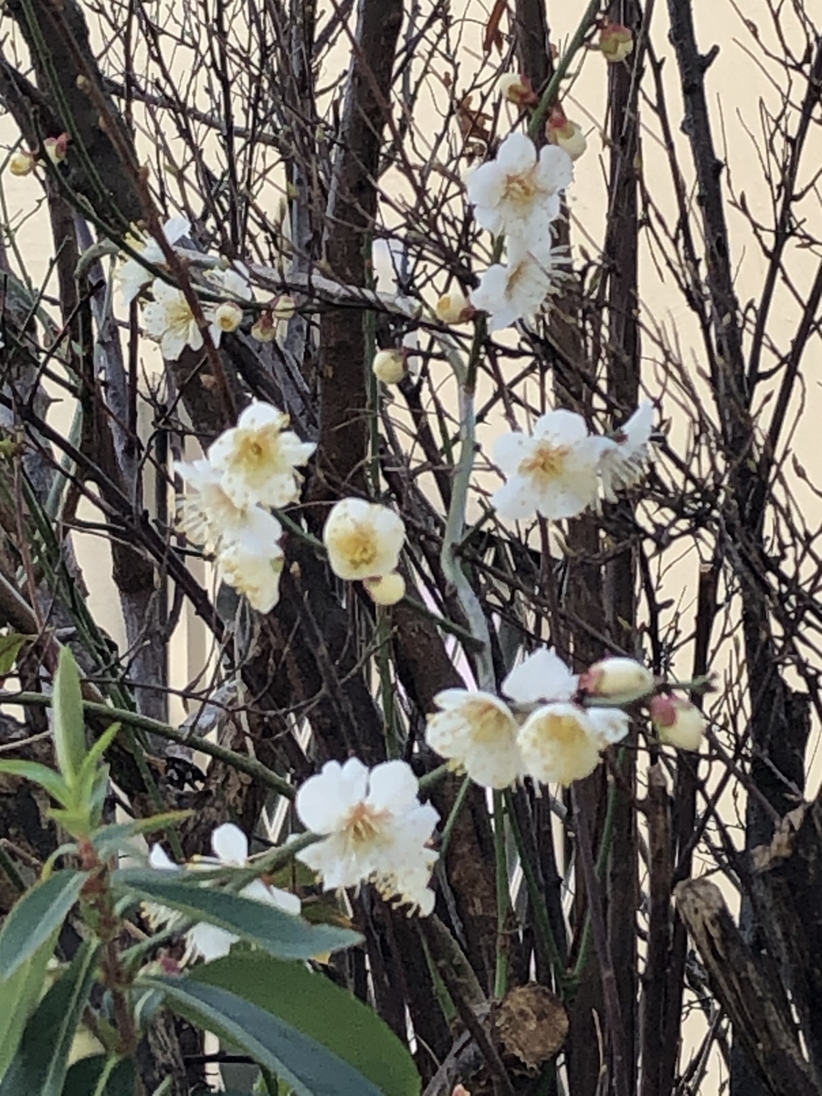 f:id:hideki-sansho:20210214142544j:plain