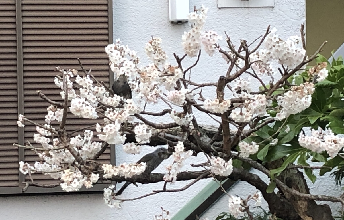 f:id:hideki-sansho:20210313145411j:plain