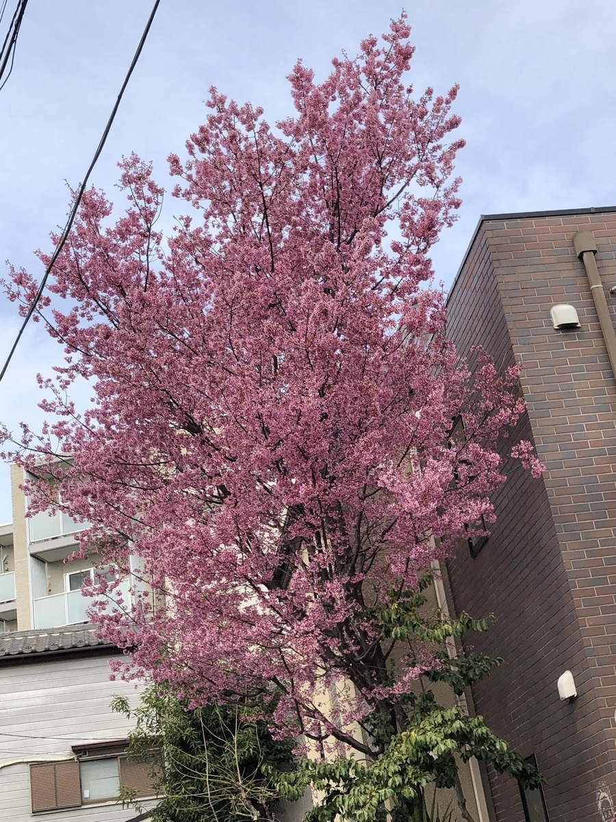 f:id:hideki-sansho:20210313145514j:plain