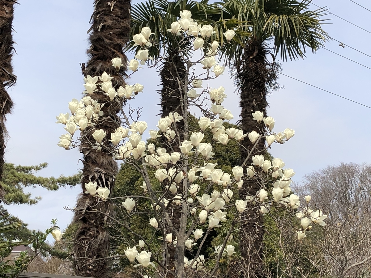 f:id:hideki-sansho:20210313145624j:plain