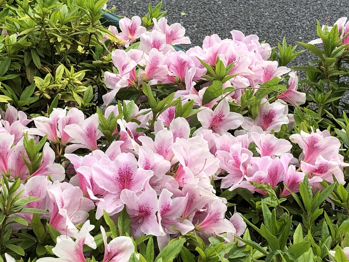 f:id:hideki-sansho:20210419154450j:plain