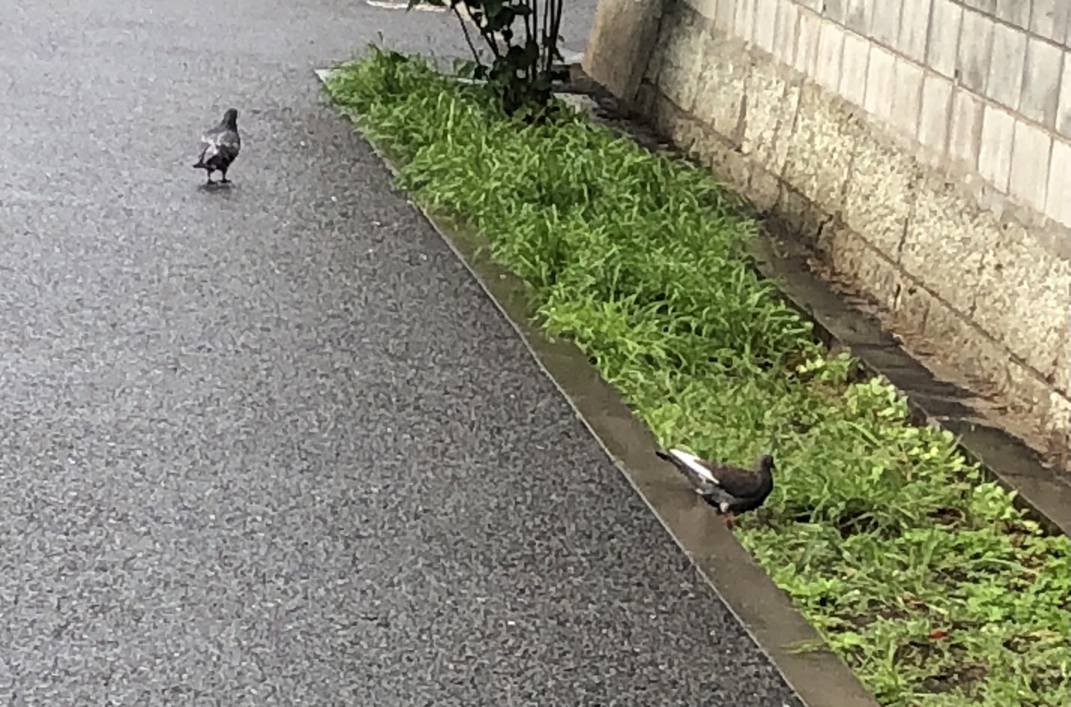 f:id:hideki-sansho:20210506164207j:plain