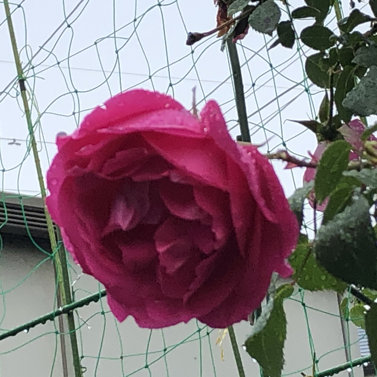 f:id:hideki-sansho:20210506164357j:plain