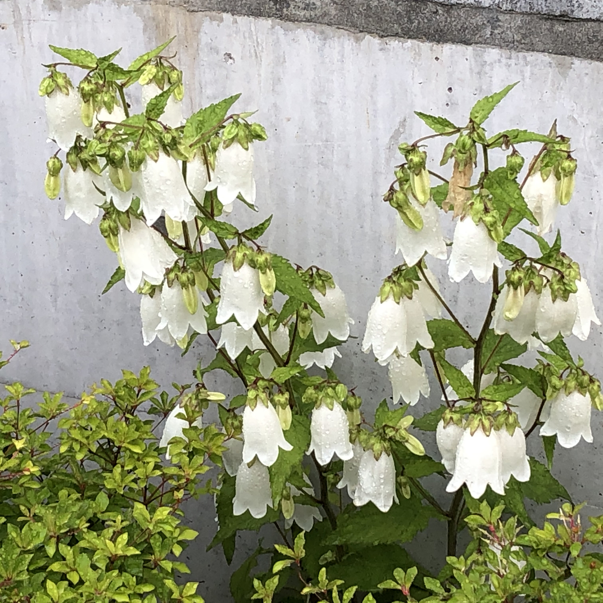 f:id:hideki-sansho:20210506164410j:plain