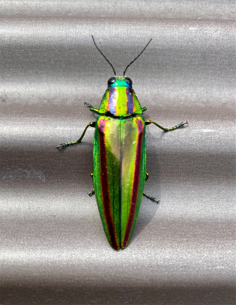 f:id:hideki-yanashita:20220729090035j:image