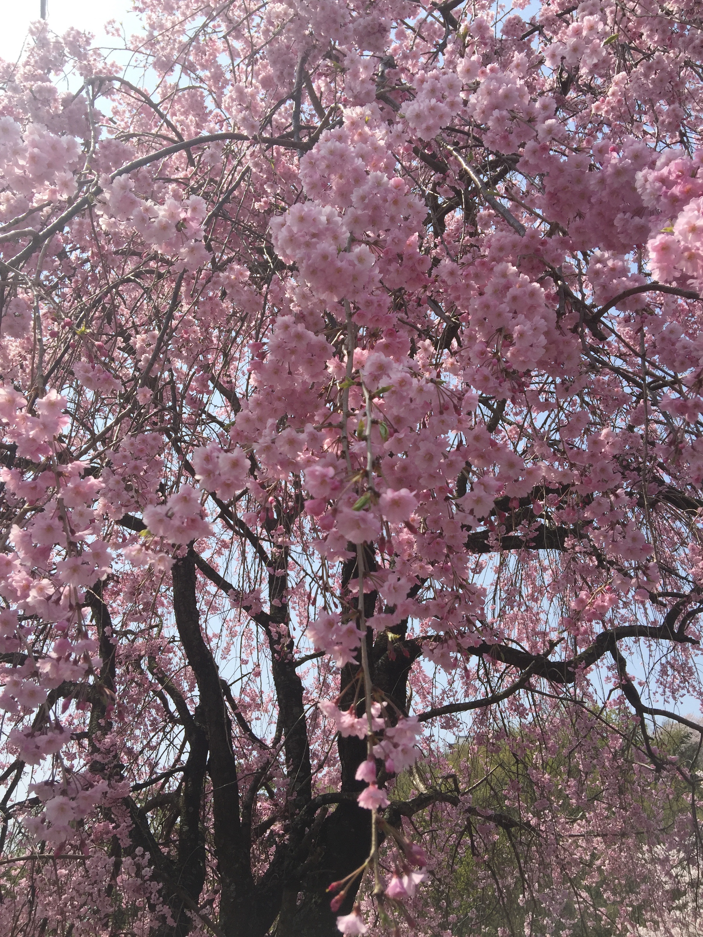 f:id:hideki42:20180402120843j:image f:id:hideki42:20180402120843j:image