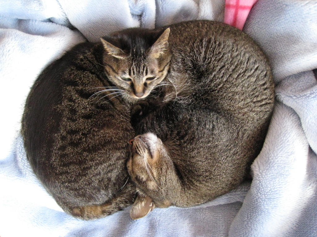 f:id:hidekimatsubara:20171203234426j:plain f:id:hidekimatsubara:20171203234426j:plain