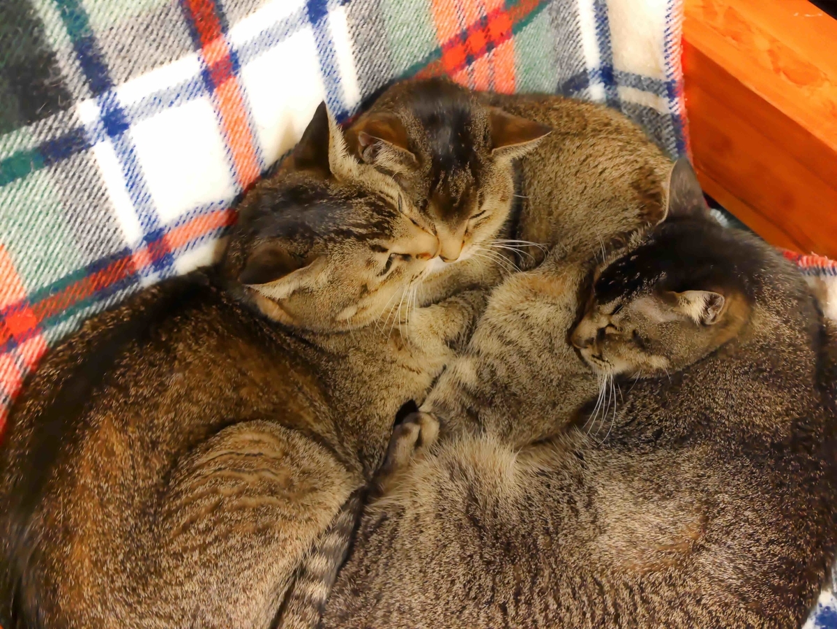 f:id:hidekimatsubara:20211212204319j:plain