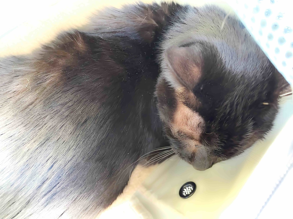 f:id:hidekimatsubara:20220219120657j:plain