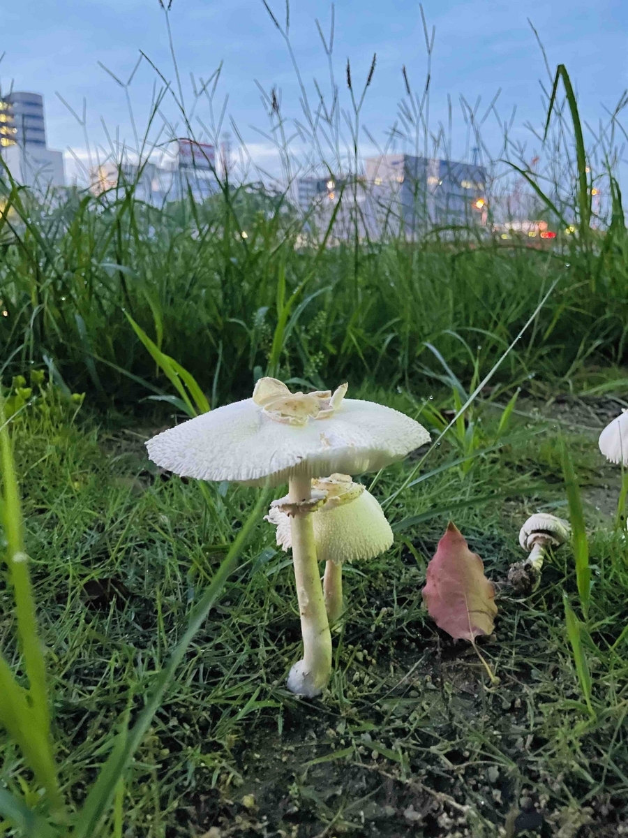 雨後のマッシュルーム🍄 〜真夏の夜のミステリー〜 - Spring Up Like