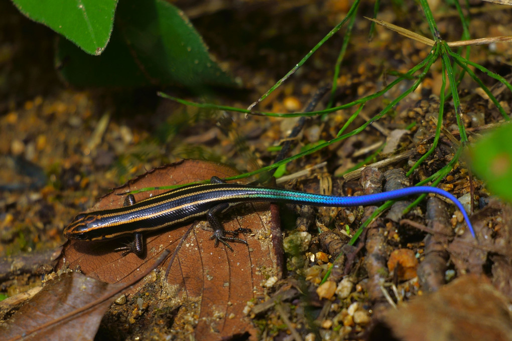 幸運の虹色トカゲに遭遇した夏 - ヒデキマツバラの猫道Blog