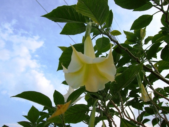 イメージ 4