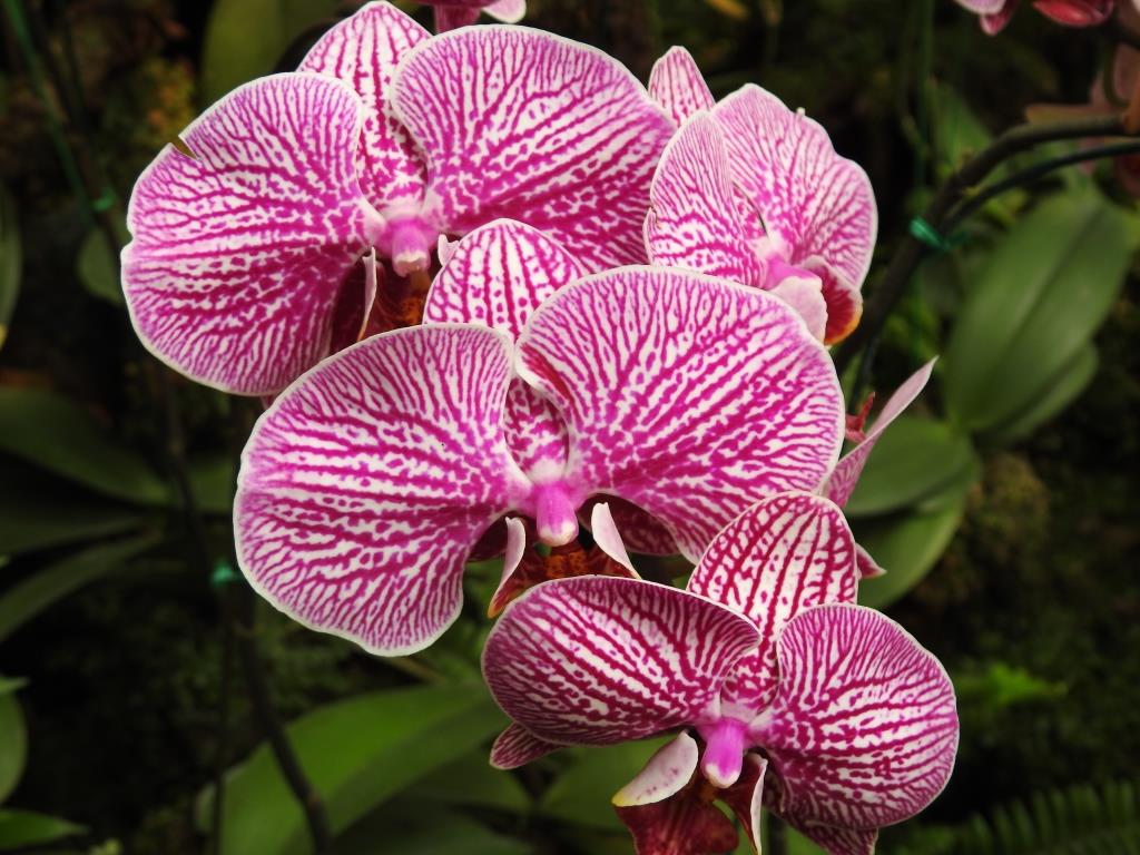 f:id:hidenaka24:20191231201240j:plain f:id:hidenaka24:20191231201240j:plain