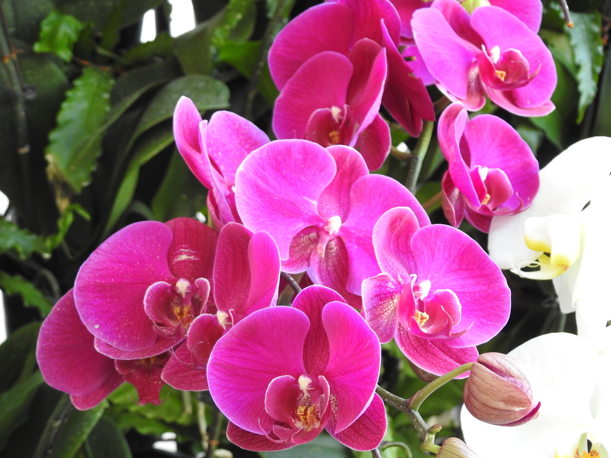 f:id:hidenaka24:20200526193710j:plain