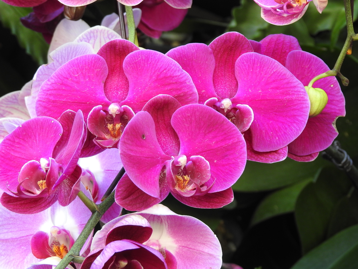 f:id:hidenaka24:20200526193716j:plain