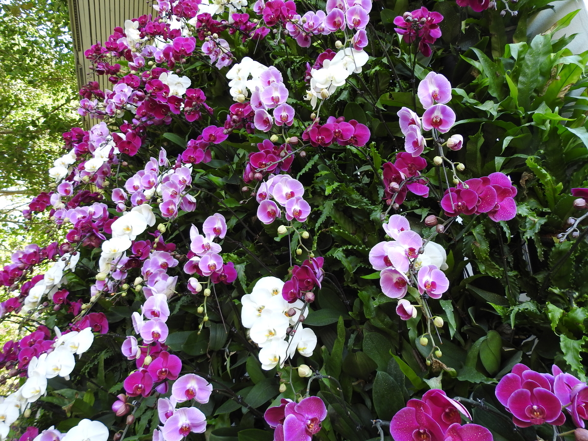 f:id:hidenaka24:20200610105156j:plain