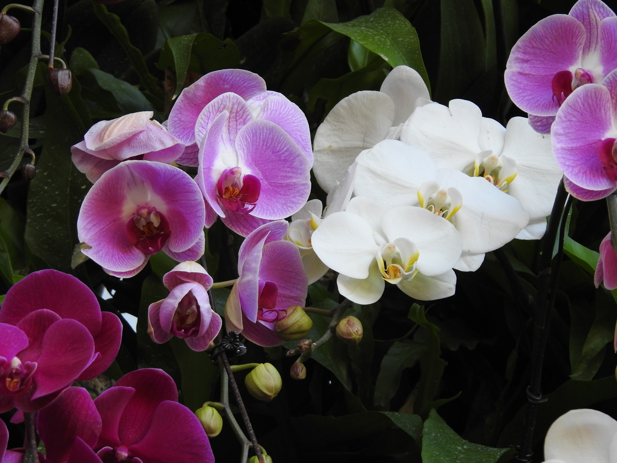 f:id:hidenaka24:20200610105420j:plain