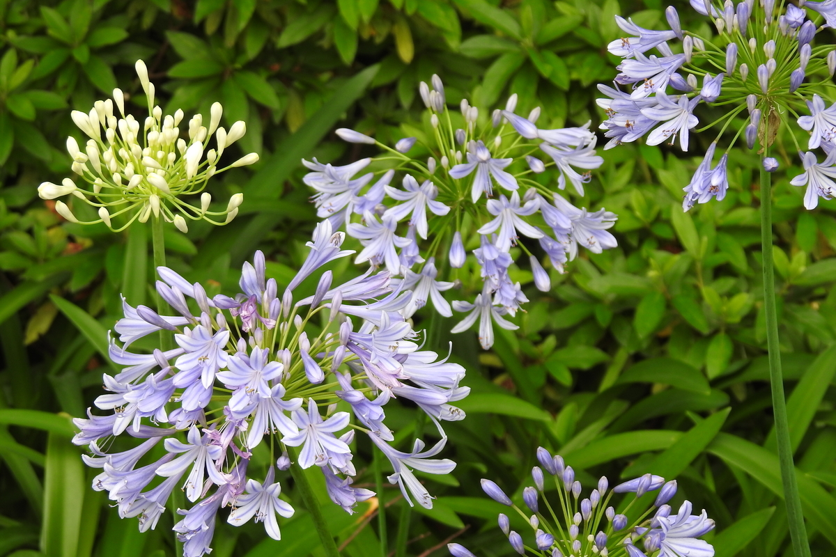 f:id:hidenaka24:20200704170538j:plain