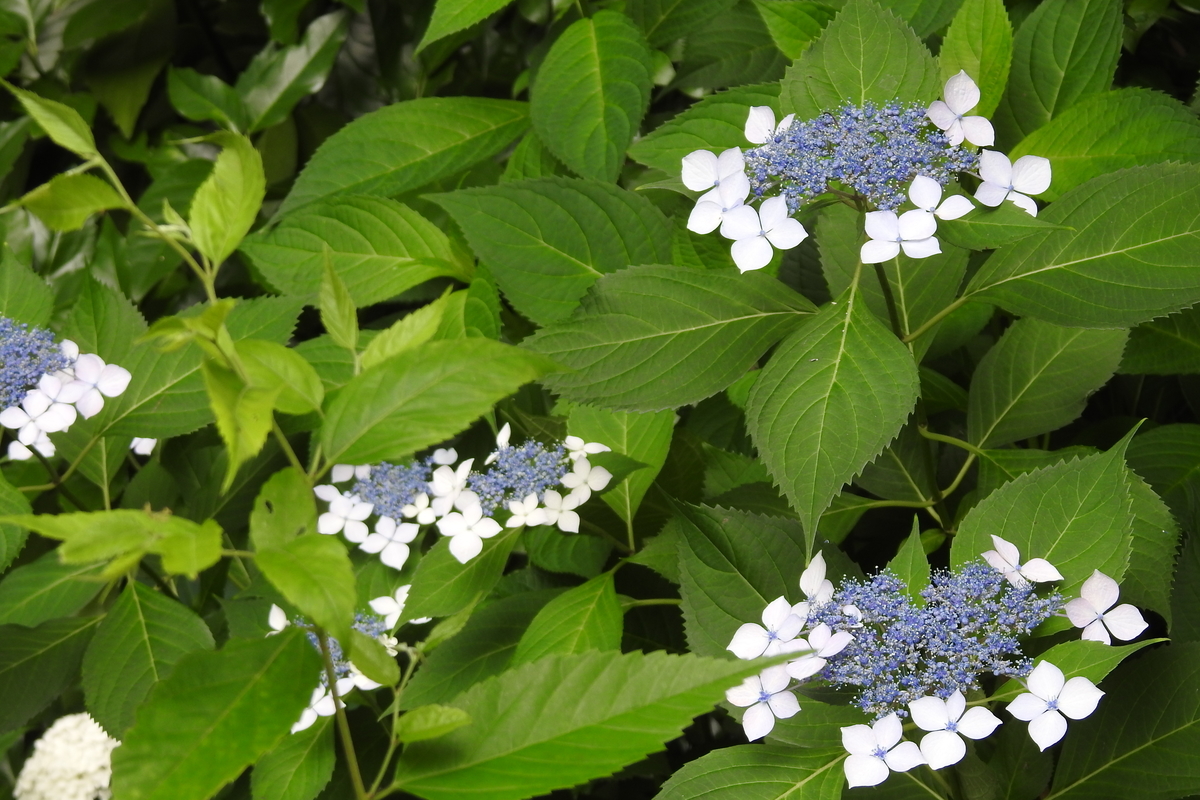 f:id:hidenaka24:20200704170750j:plain