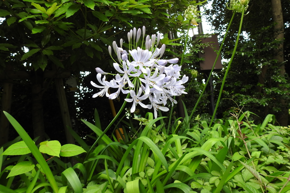 f:id:hidenaka24:20200704170941j:plain