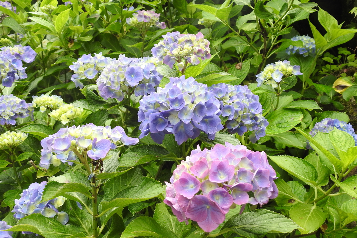 f:id:hidenaka24:20200715135543j:plain