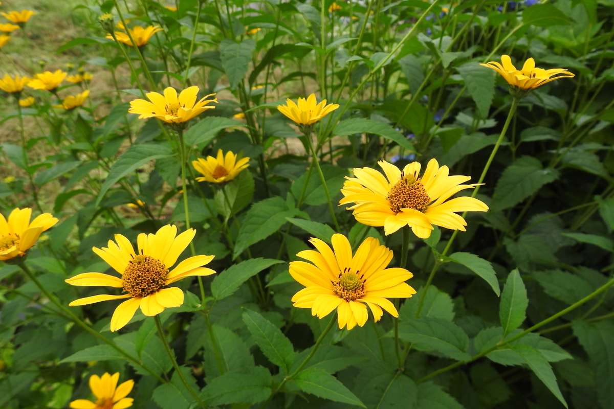 f:id:hidenaka24:20200718165659j:plain