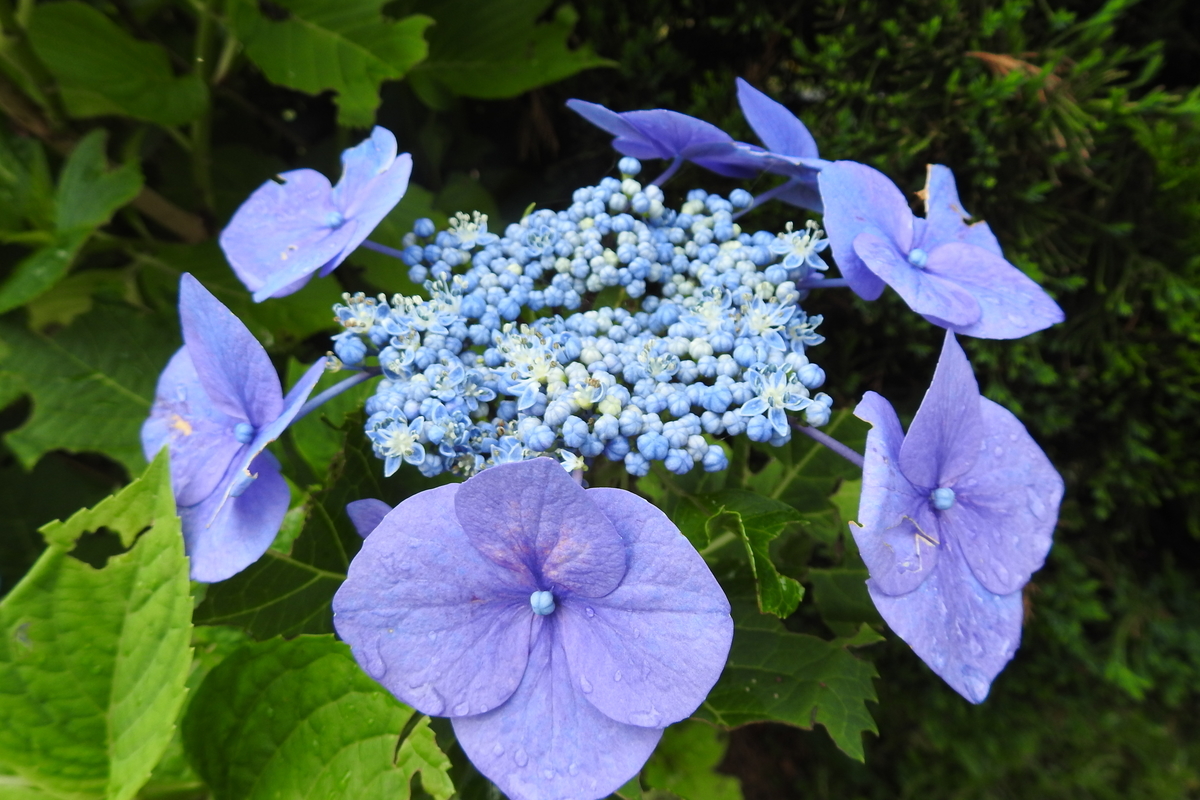 f:id:hidenaka24:20200718165725j:plain