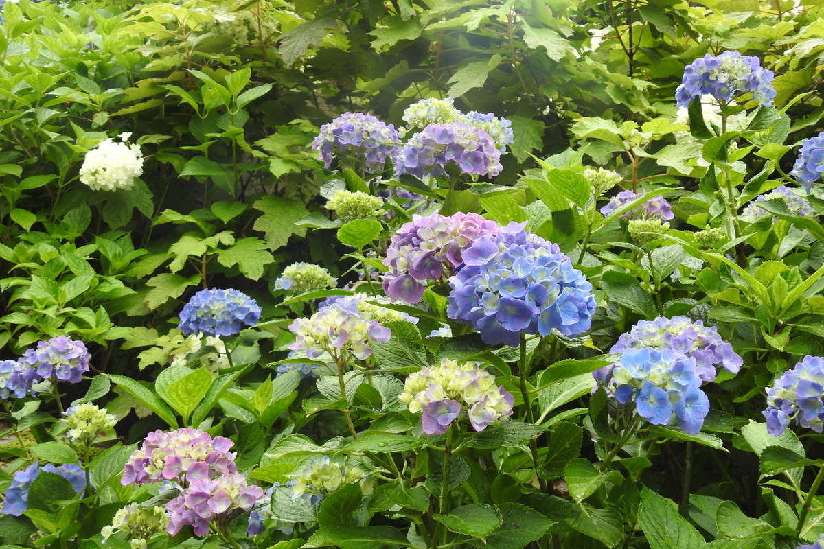 f:id:hidenaka24:20200725110136j:plain