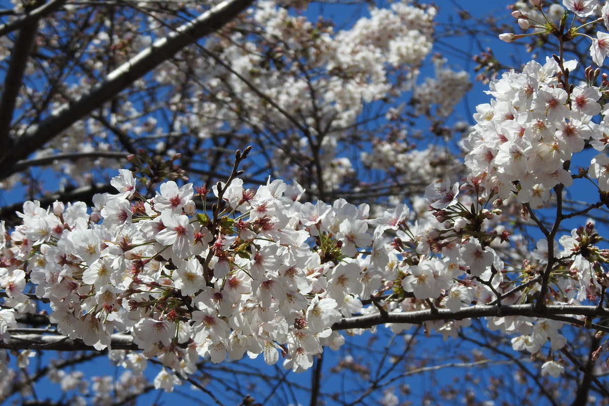 f:id:hidenaka24:20200731153728j:plain