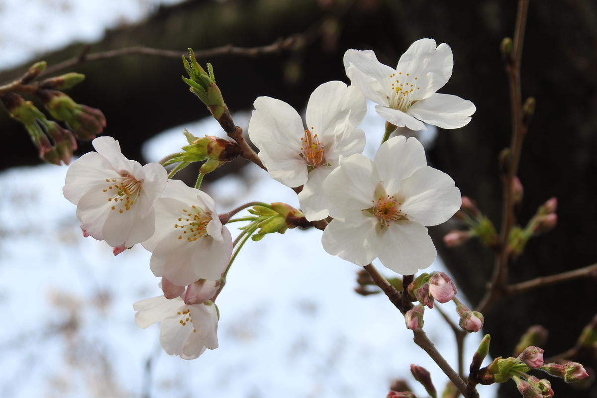 f:id:hidenaka24:20200808084816j:plain