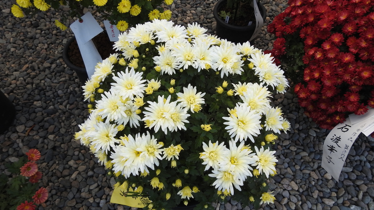 f:id:hidenaka24:20201216173128j:plain
