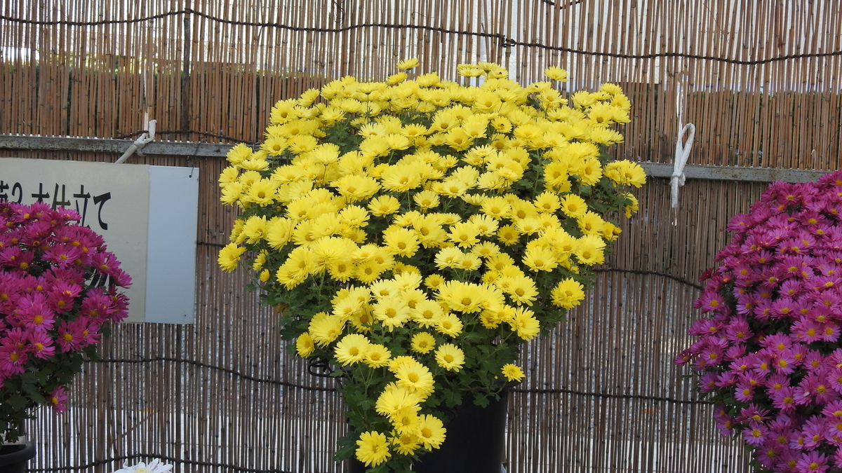 f:id:hidenaka24:20201216173139j:plain