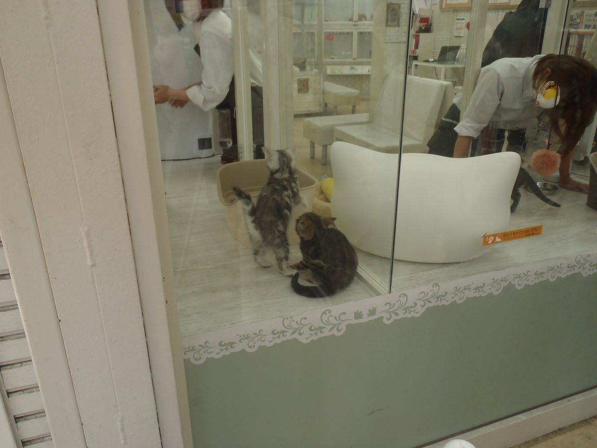 f:id:hidenaka24:20210302143214j:plain