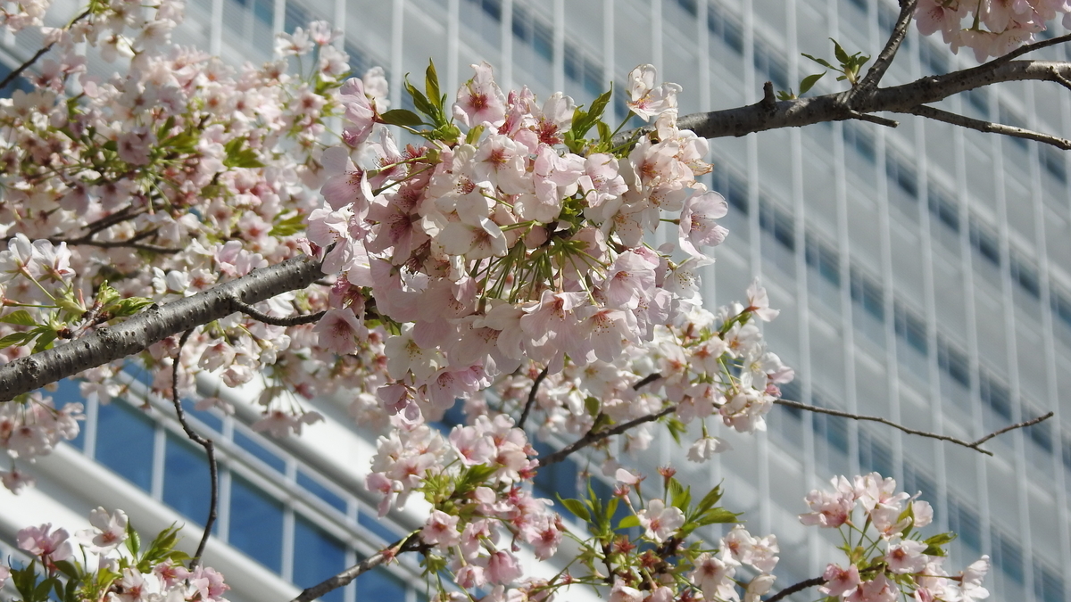 f:id:hidenaka24:20210324111114j:plain
